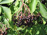 Bez czarny - Sambucus nigra