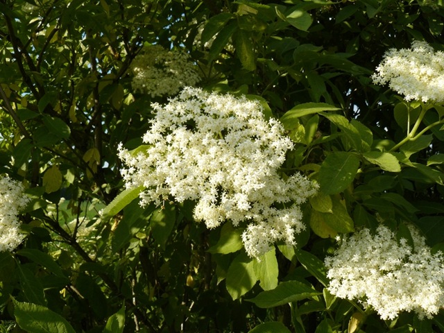 Bez czarny - Sambucus nigra