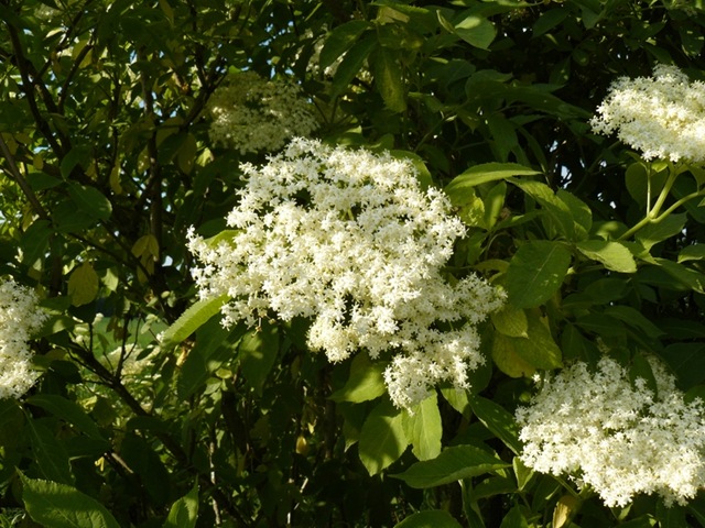 Bez czarny - Sambucus nigra