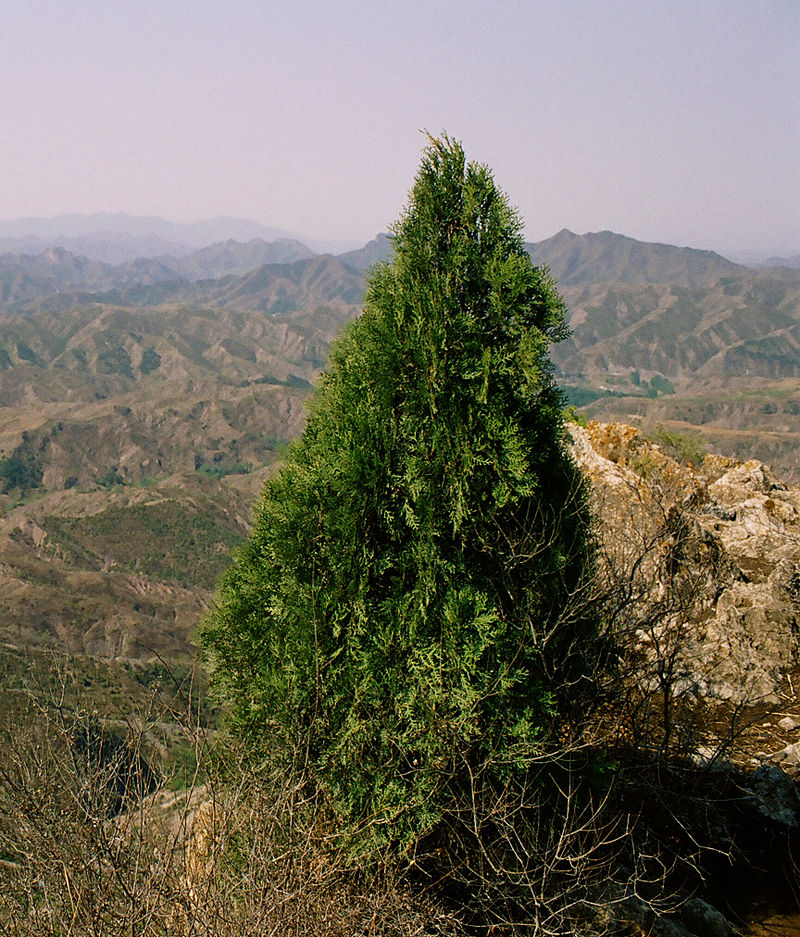 Biota wschodnia - Platycladus orientalis