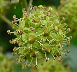 Bluszcz pospolity - Hedera helix