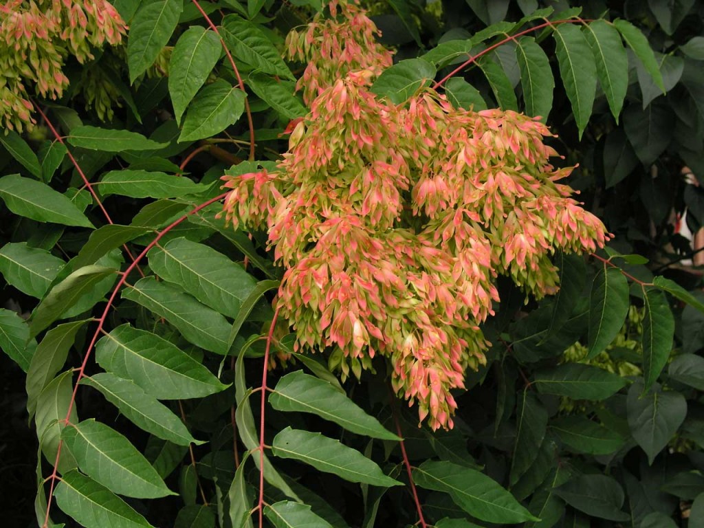 Bożodrzew gruczołkowaty - Ailanthus altissima