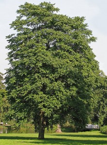 Bożodrzew gruczołkowaty - Ailanthus altissima