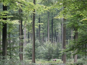 Buk zwyczajny - Fagus sylvatica