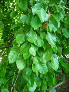 Buk zwyczajny - Fagus sylvatica2