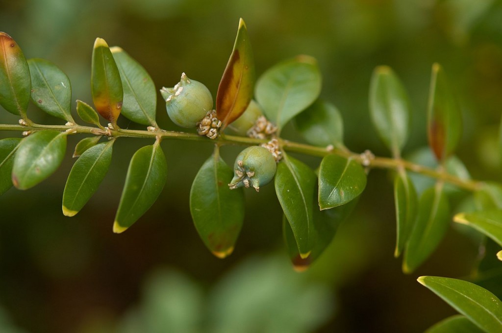 Bukszpan wieczniezielony - Buxus sempervirens