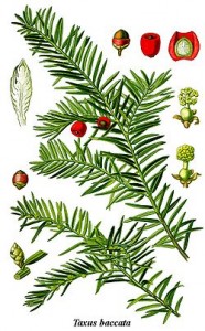 Cis pospolity - Taxus baccata