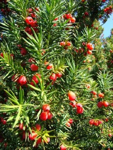 Cis pospolity - Taxus baccata