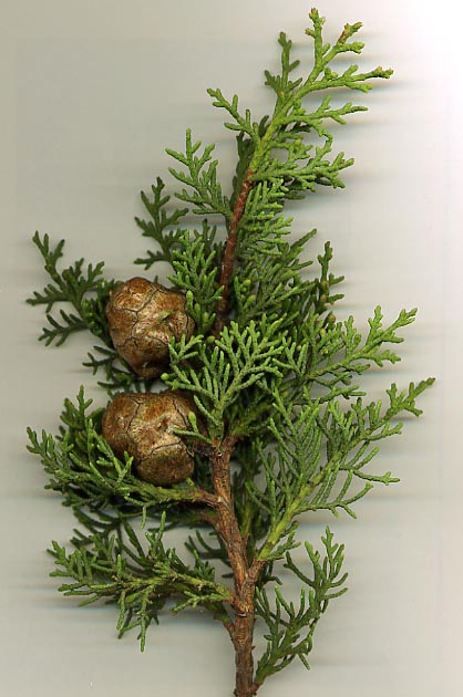 Cyprys wiecznie zielony - Cupressus sempervirens