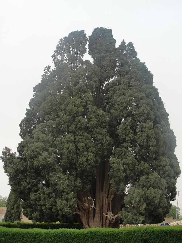 Cyprys wiecznie zielony - Cupressus sempervirens