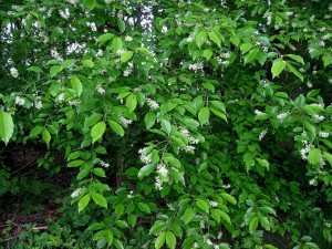 Czeremcha amerykańska - Prunus serotina