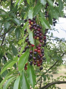 Czeremcha amerykańska - Prunus serotina2