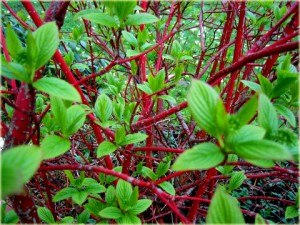 Dereń biały - Cornus alba2