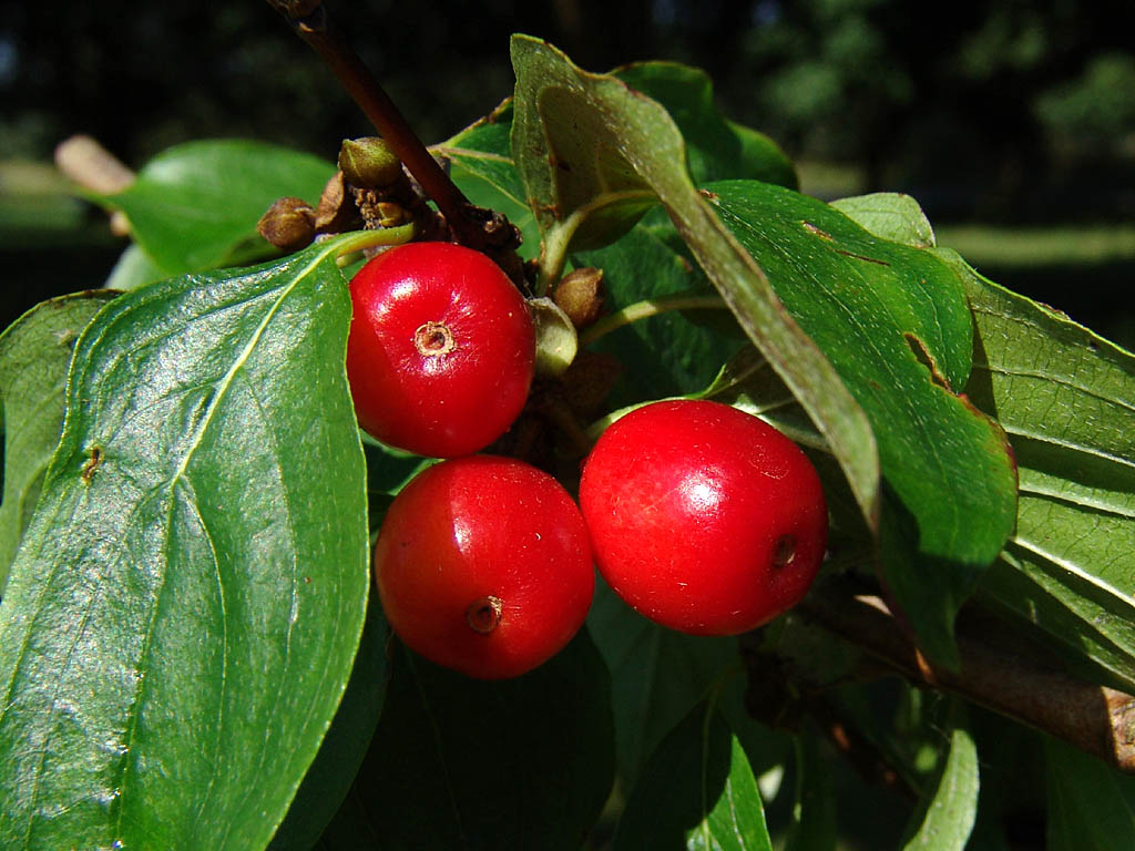 Dereń jadalny - Cornus mas