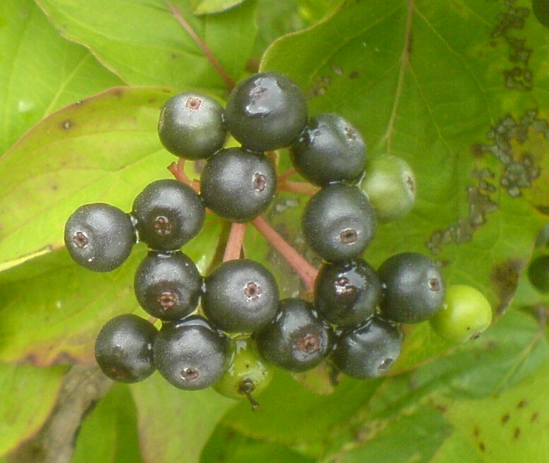 Dereń świdwa - Cornus sanguinea