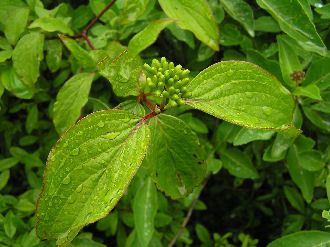 Dereń świdwa - Cornus sanguinea