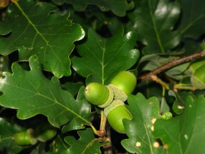 Dąb bezszypułkowy - Quercus petraea