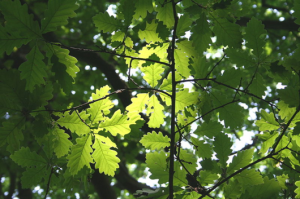 Dąb bezszypułkowy - Quercus petraea