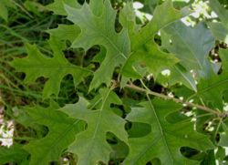 Dąb błotny - Quercus palustris