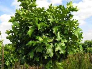 Dąb błotny - Quercus palustris2