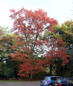 Dąb czerwony - Quercus rubra