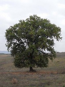Dąb omszony - Quercus pubescens