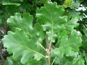 Dąb omszony - Quercus pubescens2