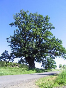 Dąb szypułkowy - Quercus robur