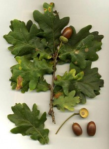 Dąb szypułkowy - Quercus robur2
