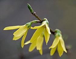 Forsycja pośrednia - Forsythia x intermedia 