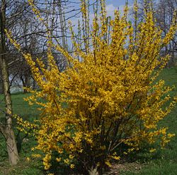 Forsycja pośrednia - Forsythia x intermedia 