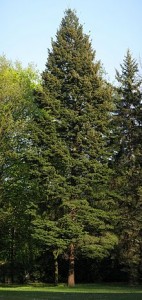 Gaglezja zielona - Pseudotsuga menziesii