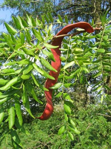 Glediczja trójcierniowa - Gleditsia triacanthos2