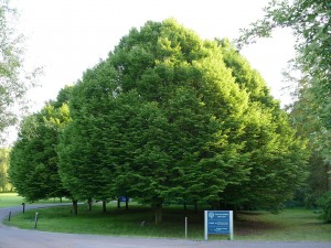 Grab pospolity - Carpinus betulus