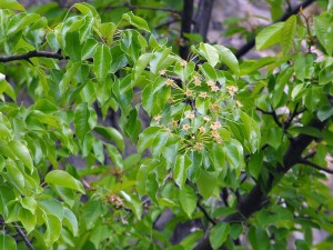 Grusza polna - Pyrus pyraster