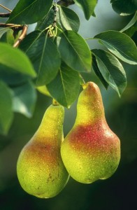 Grusza pospolita - Pyrus communis