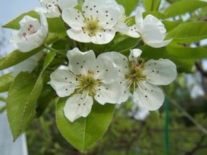 Grusza pospolita - Pyrus communis2