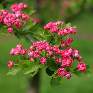 Głóg dwuszyjkowy - Crataegus laevigata