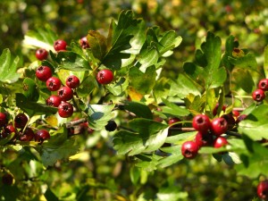 Głóg dwuszyjkowy - Crataegus laevigata2