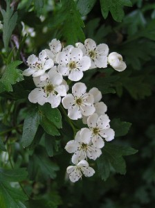 Głóg jednoszyjkowy - Crataegus monogyna