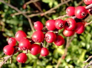 Głóg jednoszyjkowy - Crataegus monogyna2