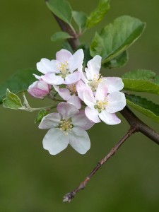 Jabłoń domowa - Malus domestica