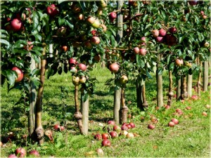 Jabłoń domowa - Malus domestica2