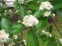 Jarząb mączny - Sorbus aria