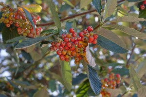 Jarząb mączny - Sorbus aria