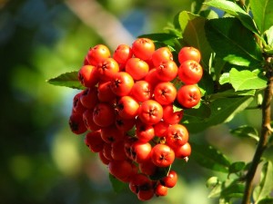 Jarząb pospolity - Sorbus aucuparia2