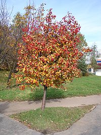 Jarząb szwedzki - Sorbus intermedia