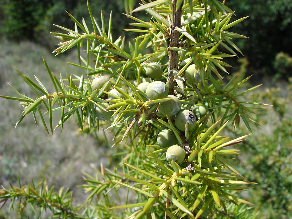 Jałowiec pospolity - Juniperus communis