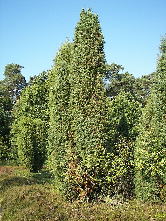 Jałowiec pospolity - Juniperus communis