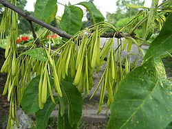 Jesion pensylwański - Fraxinus pennsylvanica